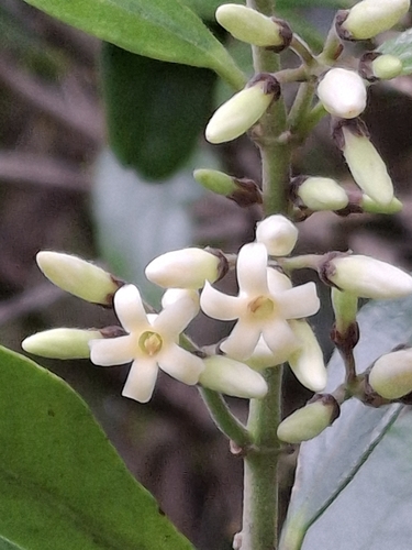 Parsonsia heterophylla, photograph 2