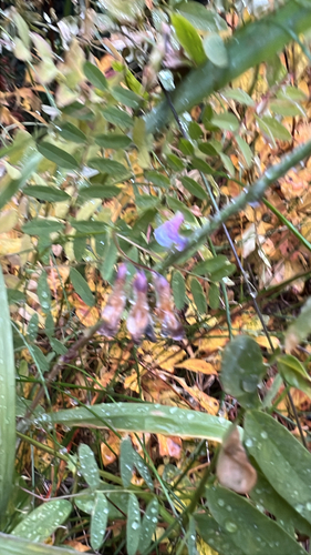 Vicia americana observed 2026-09-26