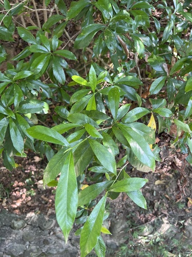 Gardenia jasminoides observed 2026-09-27