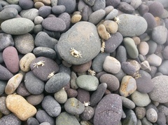 Pinnotherelia laevigata