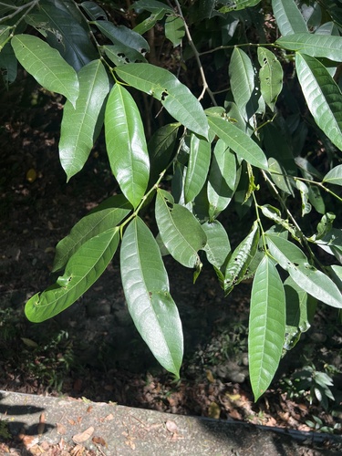 Ficus virgata observed 2026-09-27