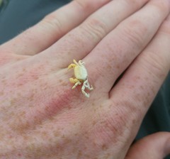 Pinnotherelia laevigata