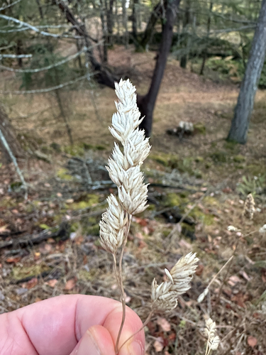 Dactylis glomerata, photograph 1