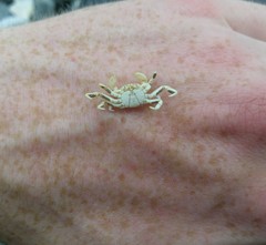 Pinnotherelia laevigata