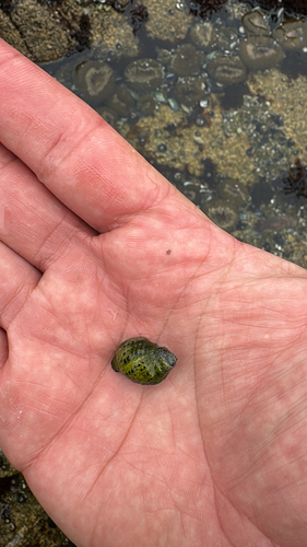 Acanthina punctulata observed 2026-09-26