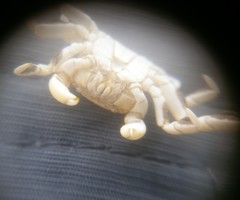 Pinnotherelia laevigata