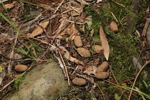 Common Brushtail Possum