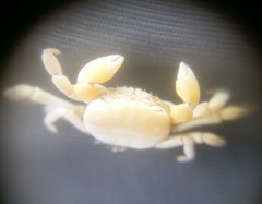 Pinnotherelia laevigata