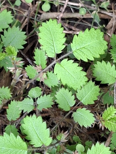 Acaena juvenca