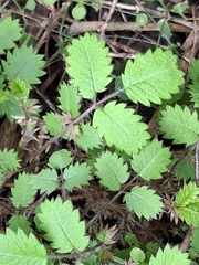 Acaena juvenca