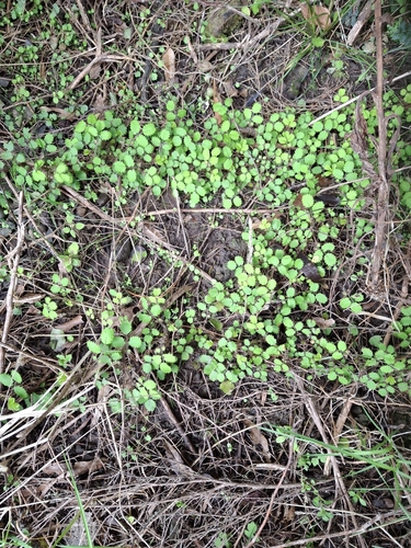 Acaena juvenca, photograph 2