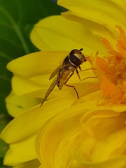 Episyrphus balteatus
