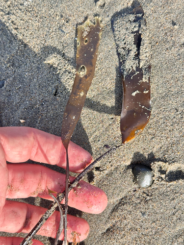 Laminaria sinclairii observed 2026-09-26