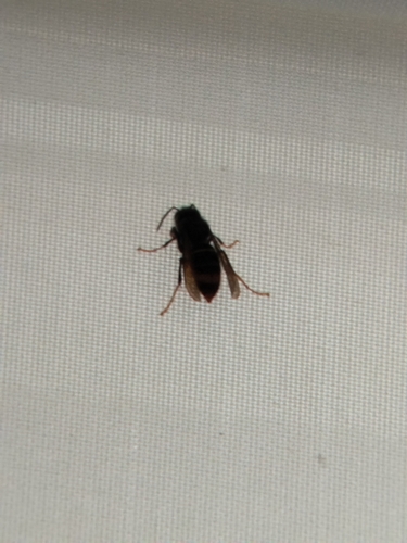 Yellow-legged Hornet