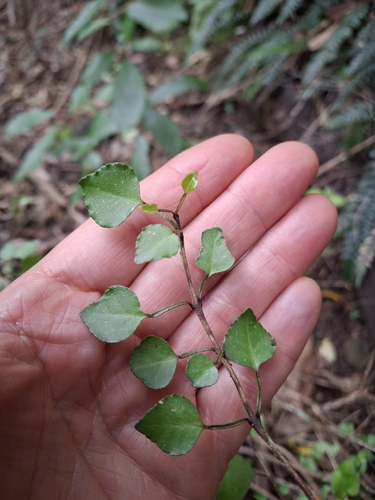Melicope simplex, photograph 2