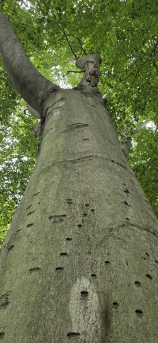 Fagus grandifolia