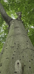 Fagus grandifolia