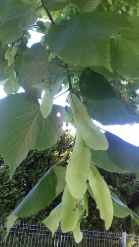 Didžialapė liepa nuotrauka