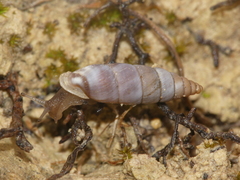 Solatopupa similis