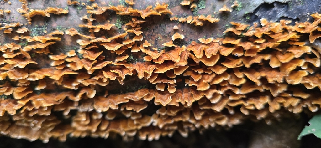 crowded parchment · September 2026 · photo: Photo: (c) Jason E. Farabaugh, some rights reserved (CC BY) · iNaturalist