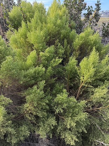 Baccharis sarothroides, photograph 2