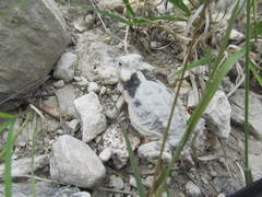 Phrynosoma taurus
