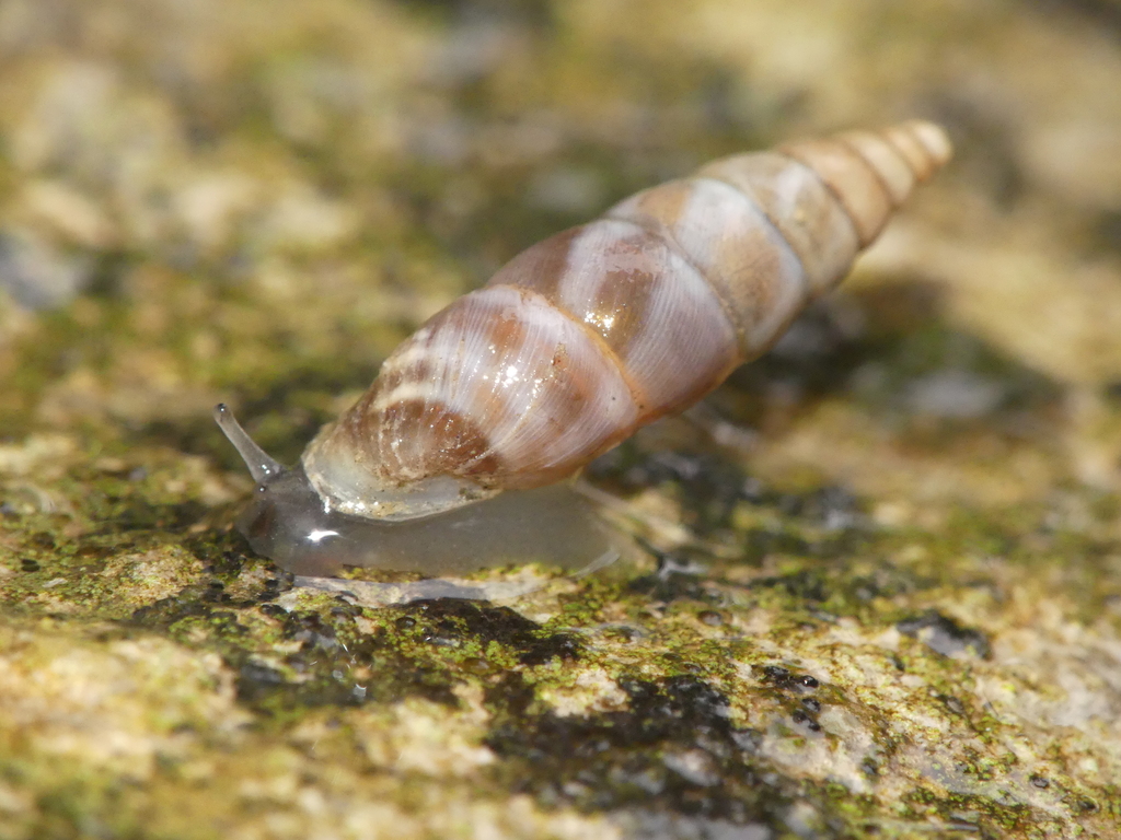 Solatopupa similis, photo 1 of 10
