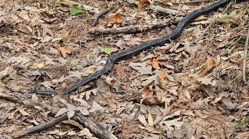 Central Ratsnake