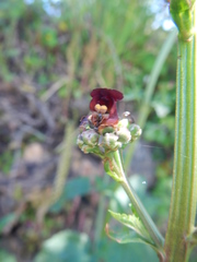 Scrophularia lyrata