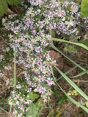 Symphyotrichum lateriflorum