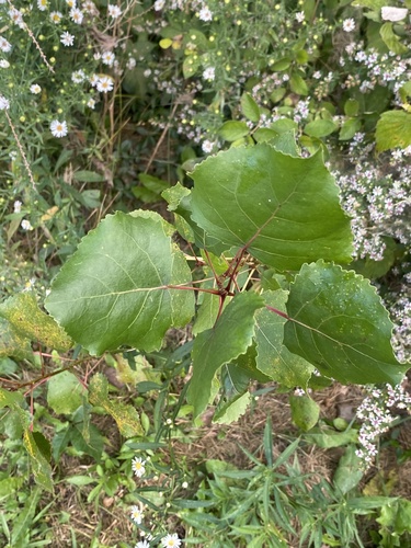 Populus deltoides, photograph 3