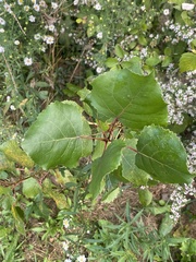 (c) Sandy Wolkenberg, some rights reserved (CC BY) Populus deltoides, photograph (c) Sandy Wolkenberg, some rights reserved (CC BY)