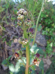 Scrophularia lyrata