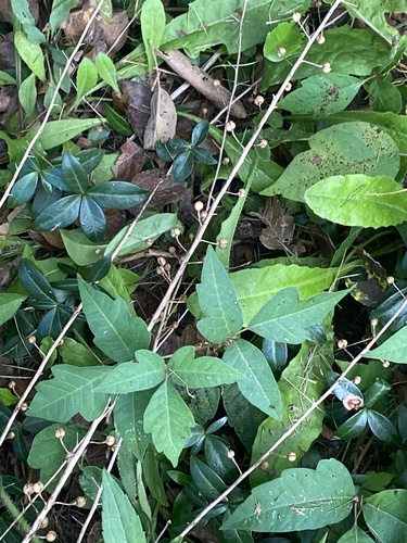 Toxicodendron radicans, photograph 2