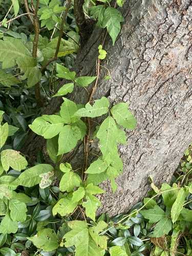 Toxicodendron radicans, photograph 3