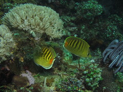 Chaetodon punctatofasciatus