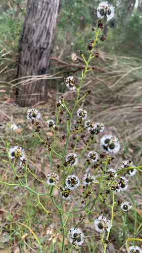 Stirlingia latifolia