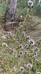 Stirlingia latifolia