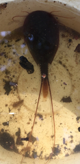 Lepidurus apus
