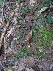 Mitchella repens