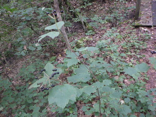 Viburnum acerifolium