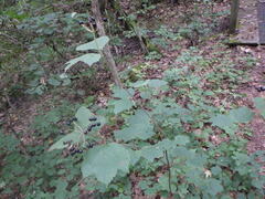 Viburnum acerifolium