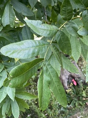 Carya cordiformis, photograph (c) Sandy Wolkenberg, some rights reserved (CC BY)