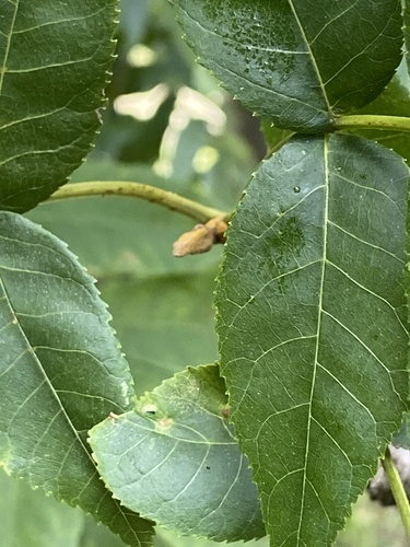 Carya cordiformis, photograph 3