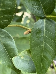 Carya cordiformis, photograph (c) Sandy Wolkenberg, some rights reserved (CC BY)