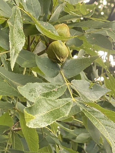 Carya cordiformis