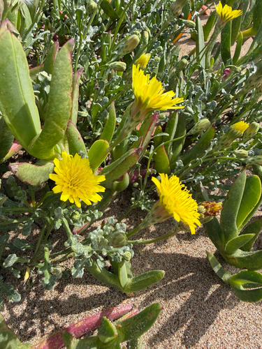 Malacothrix incana observed 2026-09-26