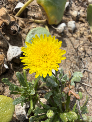 Malacothrix incana observed 2026-09-26