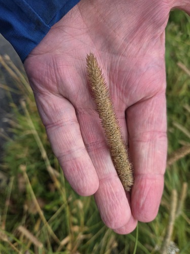 Timothy grass