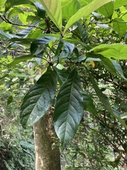 Helicia formosana